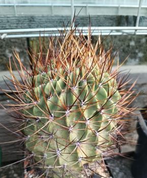 Preview: Lobivia ferox v. longispina P71